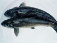 鯉魚(yú)